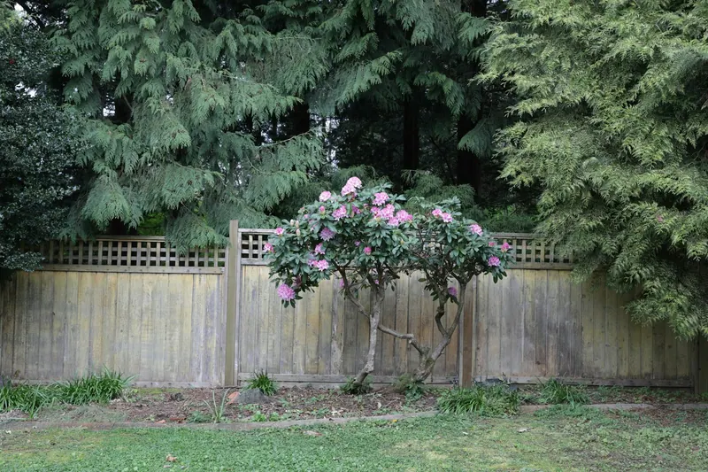 Wood fence with lattice top behind a flowering shrub