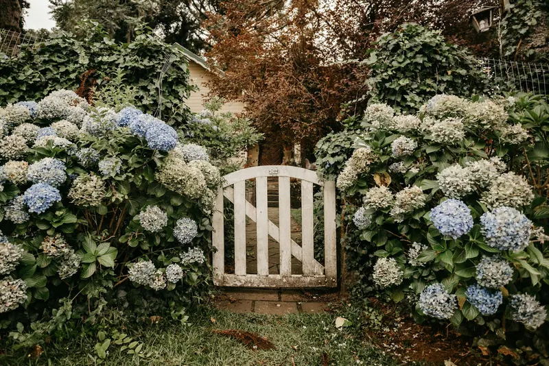 Small white wooden garden gate between hydrangeas
